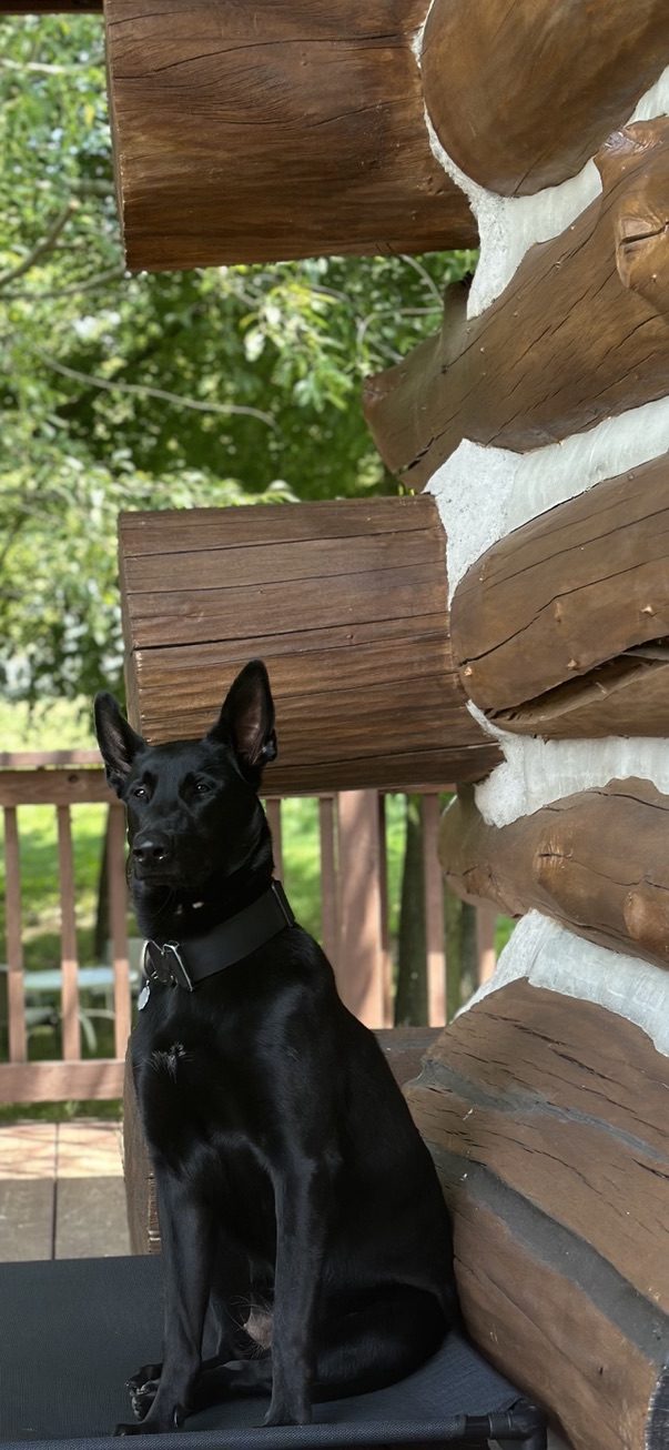 American Malinois Belgian Malinois Layla sitting calmly beside a log cabin