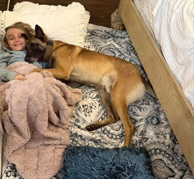 American Malinois Belgian Malinois family dog beside a smiling girl at bedtime