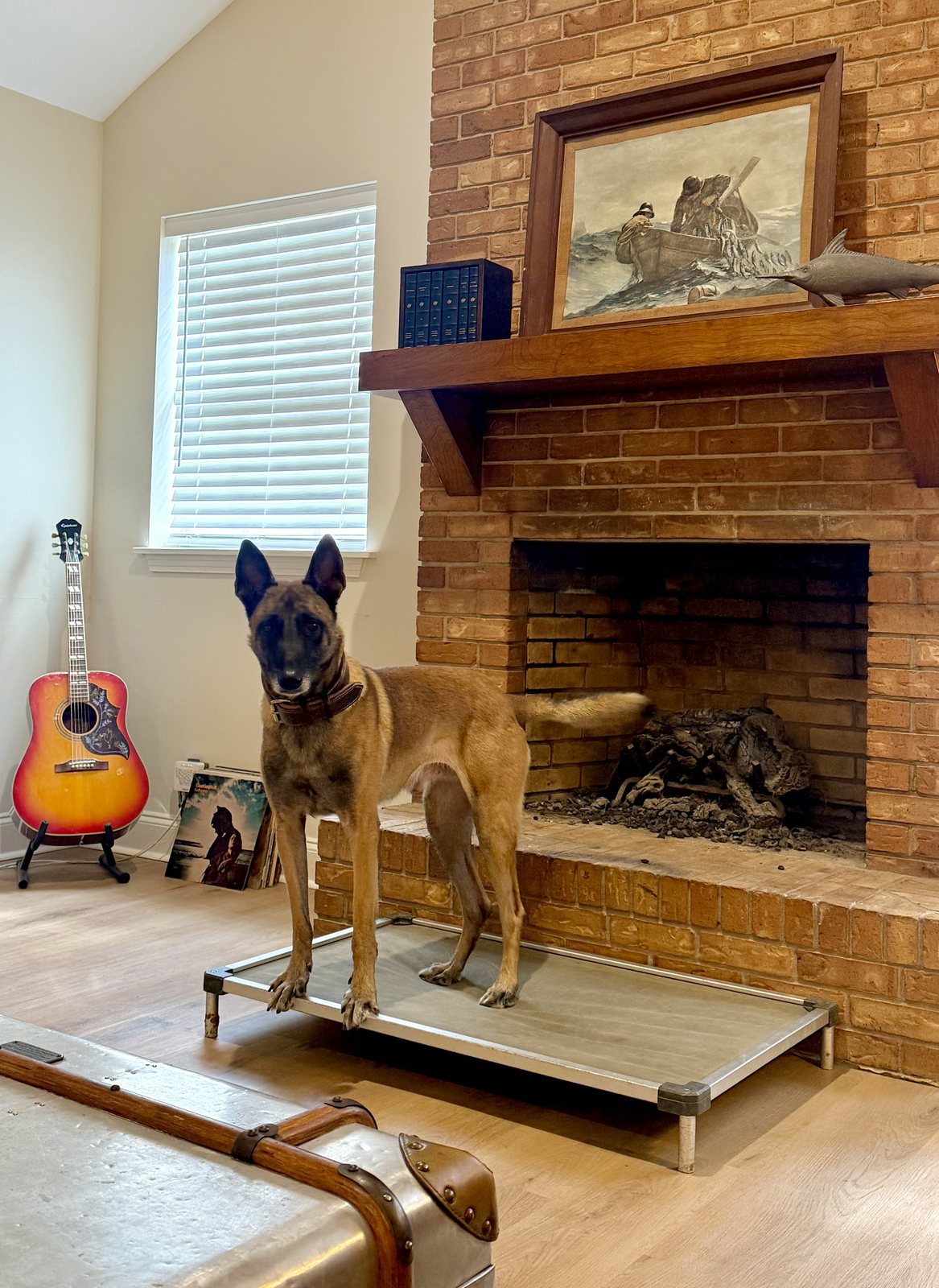 American Malinois Belgian Malinois Doc Holliday standing on a raised cot beside a brick fireplace