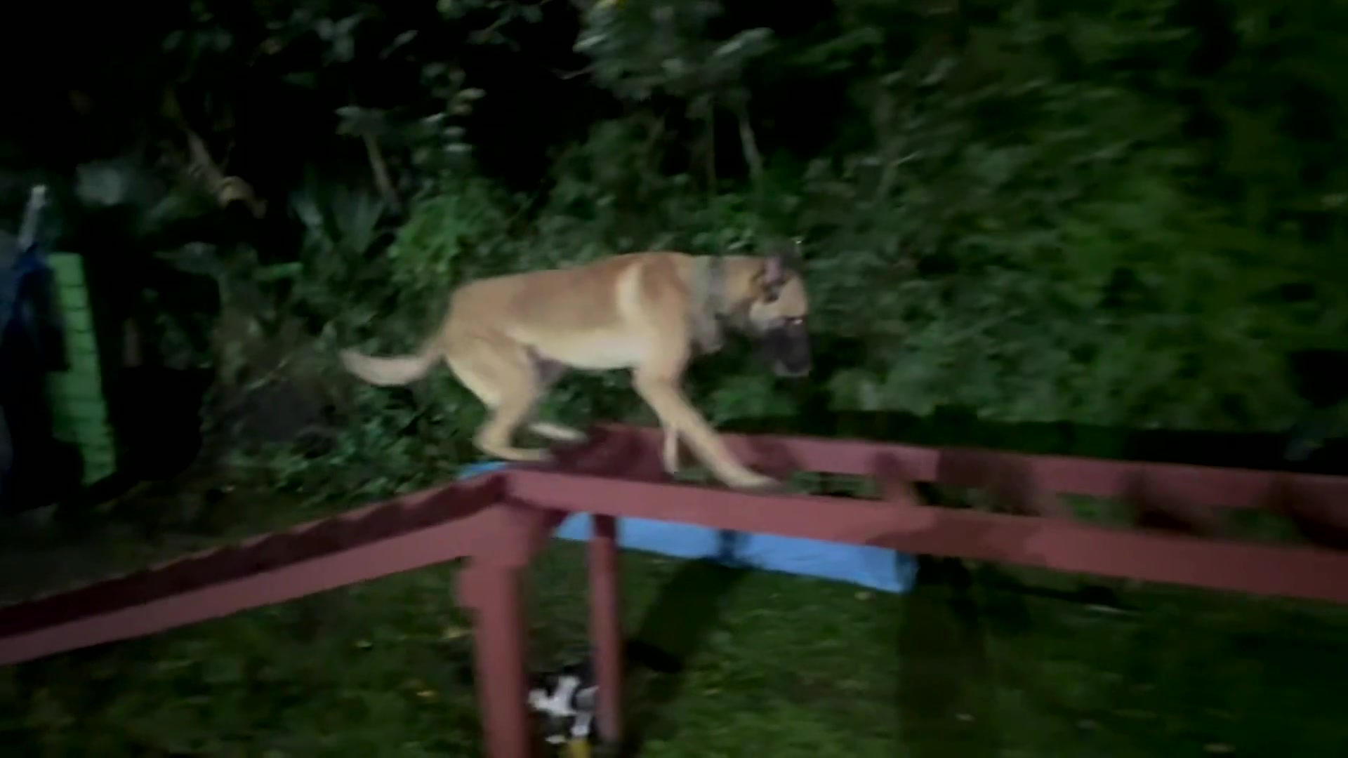 American Malinois Belgian Malinois police K-9 Doc on the obstacle course