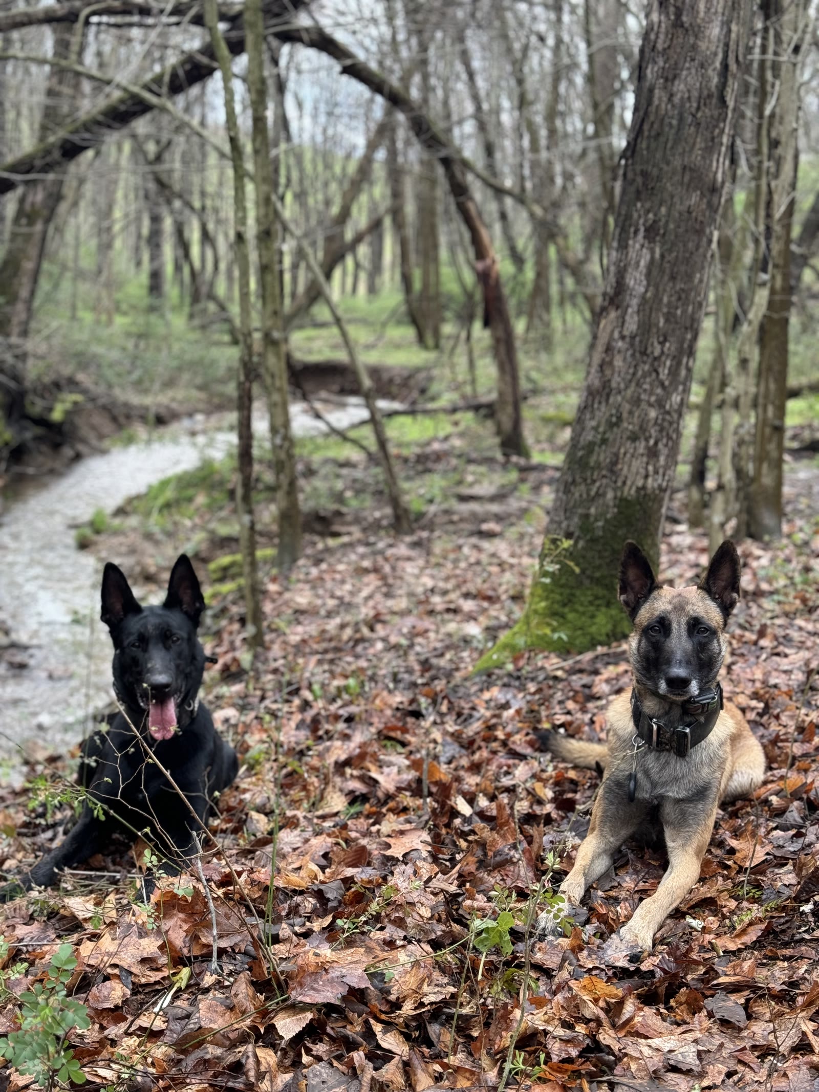 American Malinois Belgian Malinois Doc and Layla lying together in autumn woods
