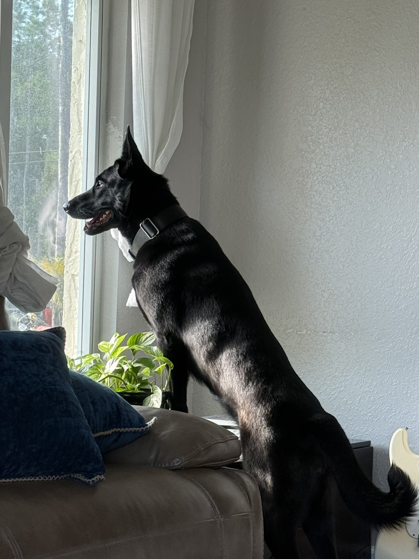 American Malinois Belgian Malinois watching from a window inside the home