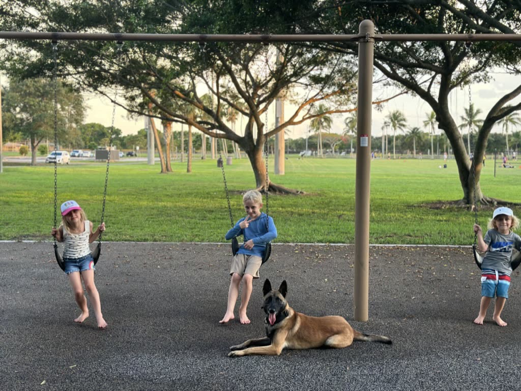 American Malinois Belgian Malinois lying calmly while three children swing