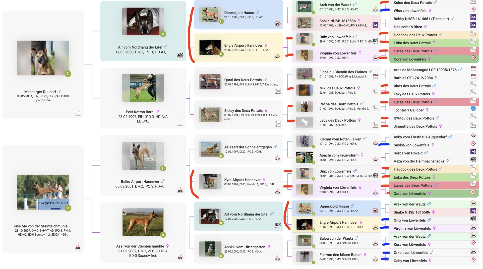 American Malinois Belgian Malinois Doc Holliday sire-side pedigree