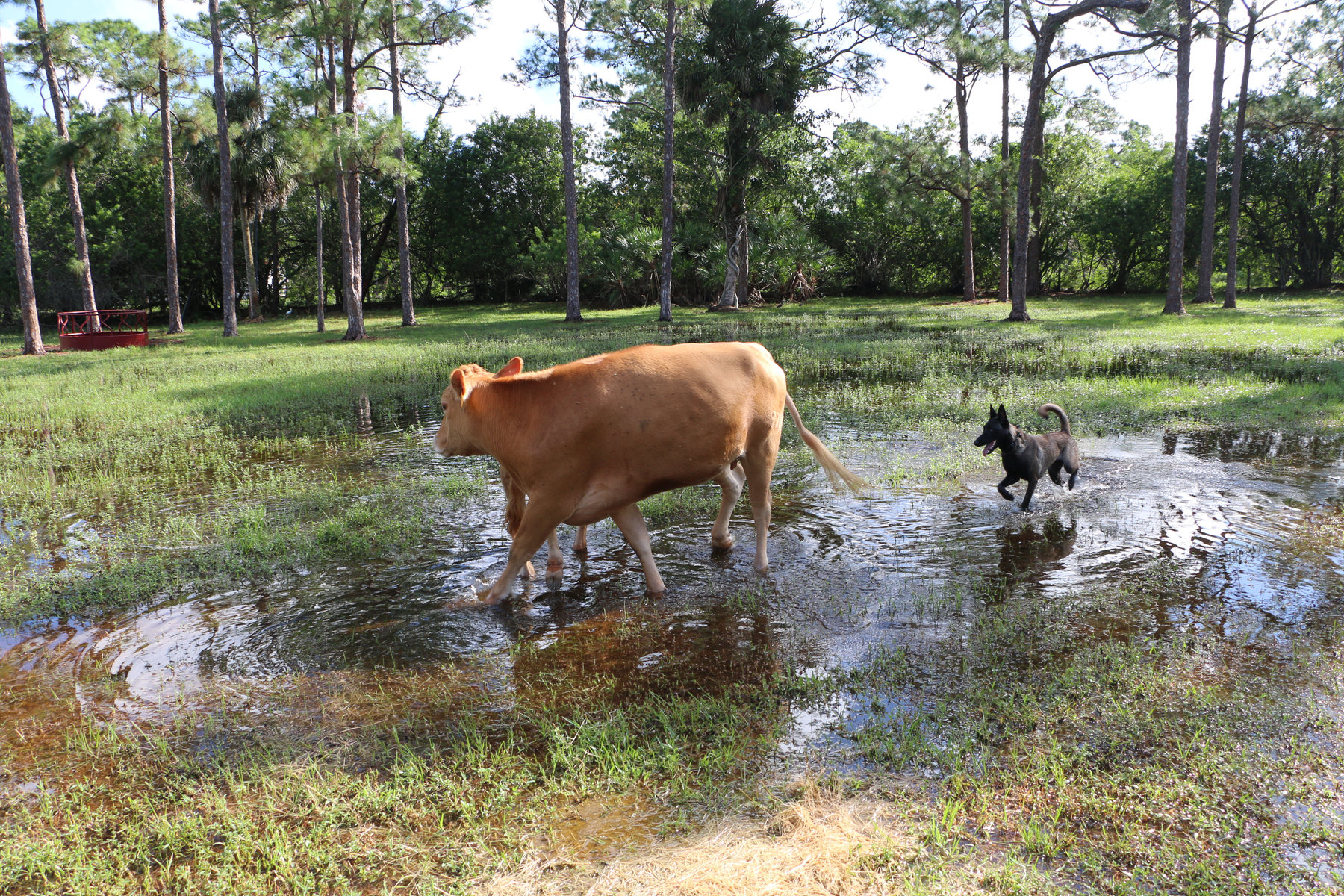 Reese, a Belgian Malinois from American Malinois, moving through shallow water beside a cow