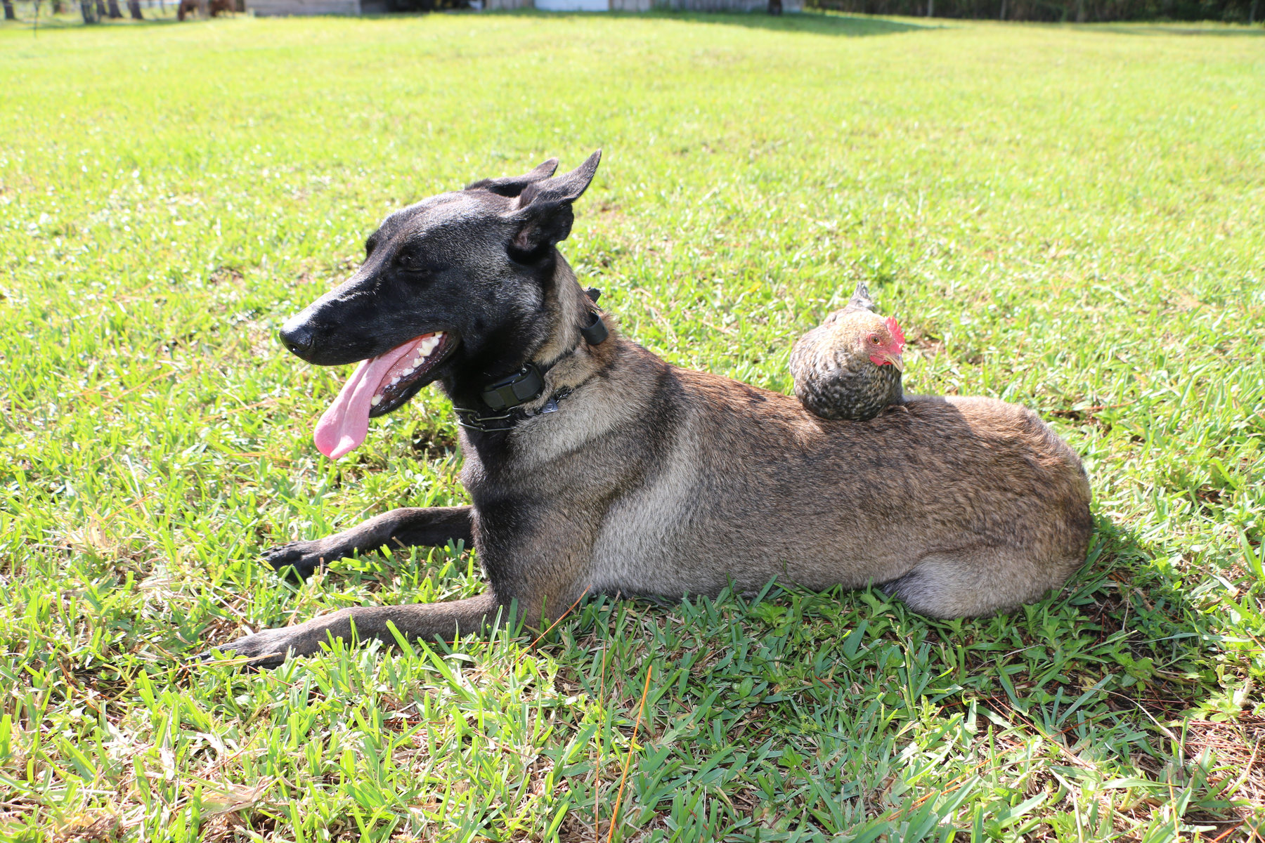 Reese, a Belgian Malinois from American Malinois, resting with a chicken on her back