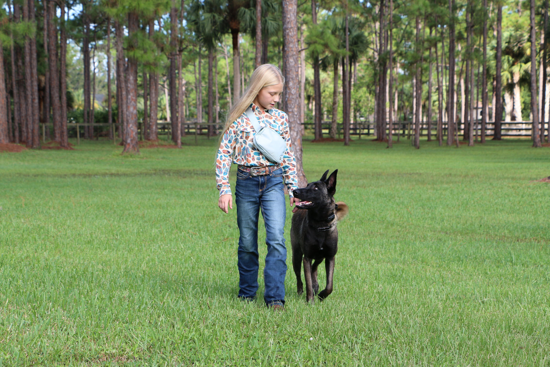 Reese, a Belgian Malinois from American Malinois, walking beside a girl in a field