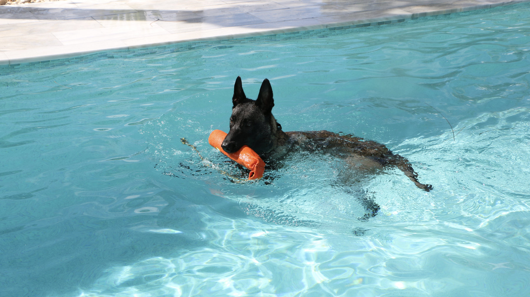 Reese, a Belgian Malinois from American Malinois, swimming with an orange bumper