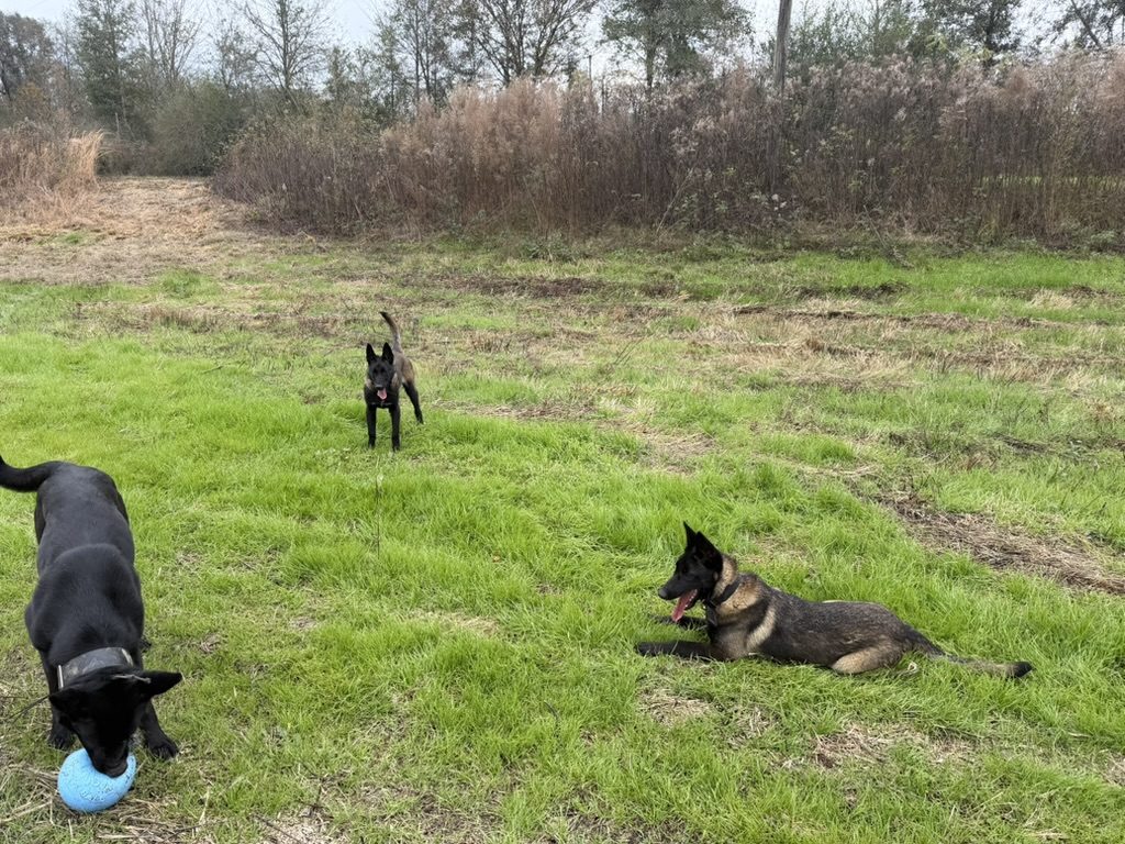 American Malinois three Belgian Malinois together in a field