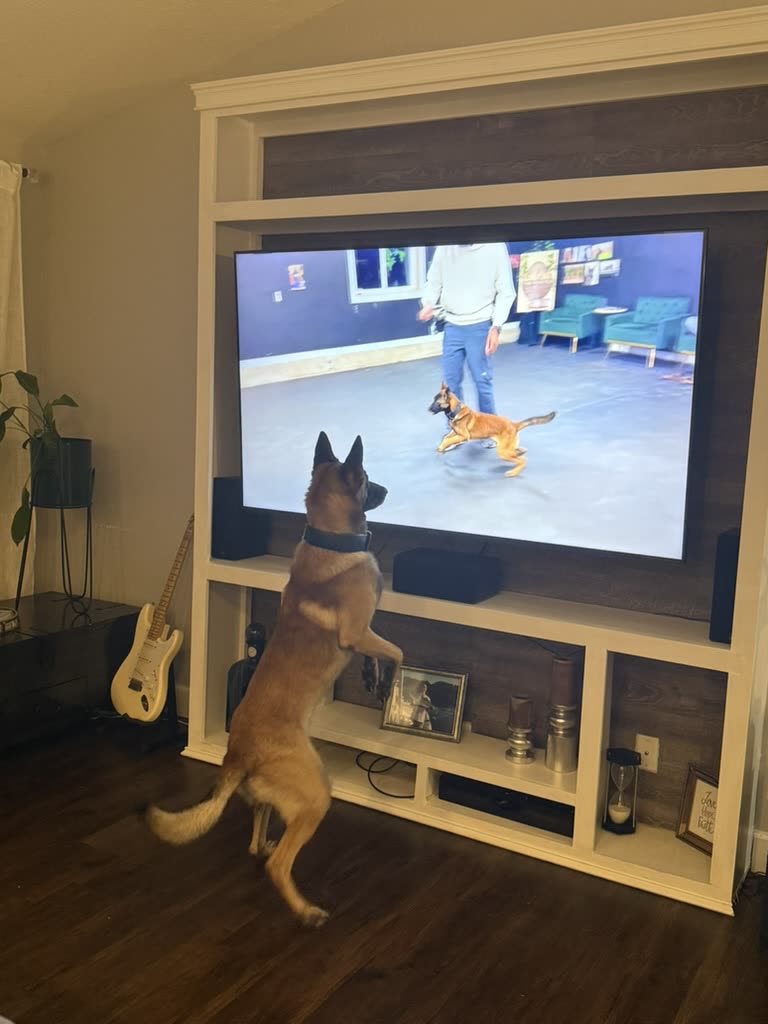 American Malinois Belgian Malinois standing up to watch a dog training video on TV